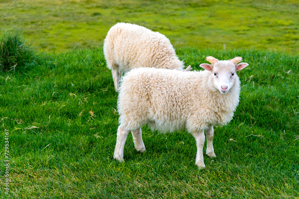 Sheep on a green meadow in the countryside of Iceland. Sheep on a green meadow in the countryside of Iceland.