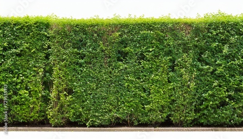 tall hedge isolated