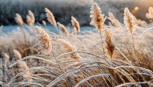 abstract natural background of soft plants cortaderia selloana frosted pampas grass on a blurry bokeh dry reeds boho style patterns on the first ice earth watching