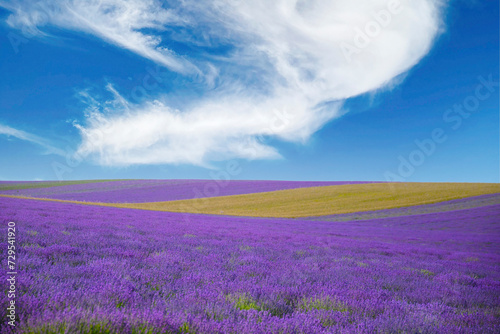 Lavender field with manicured bushes and rows of lavender. against the background of the sky with clouds. Selective focus.