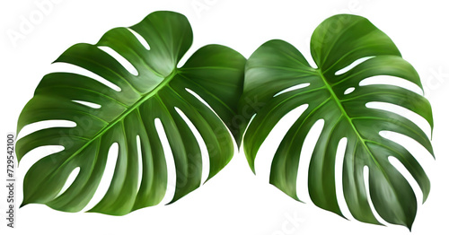 Two Monstera Leaves with a White Background