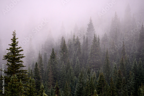 Spooky fog surrounds pine trees in the mountains of Colorado