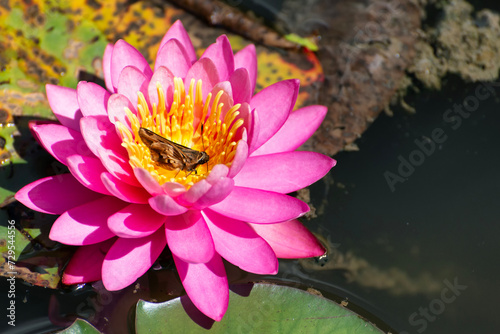Moth perching on water lily stamens