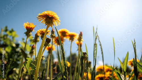 Bright yellow dandelions against a blue sky on a sunny day. Summer or spring background.