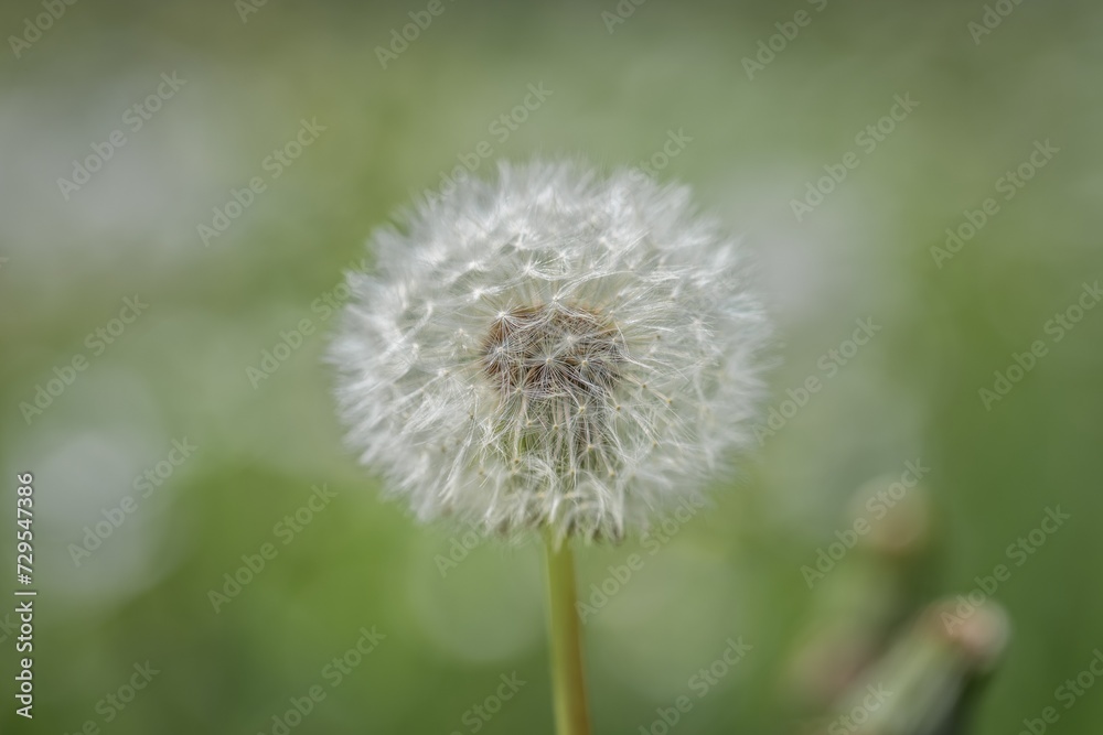Nahaufnahme einer Pusteblume oder Löwenzahn Blume auf einer Blumenwiese, Deutschland Nahaufnahme einer Pusteblume oder Löwenzahn Blume auf einer Blumenwiese, Deutschland
