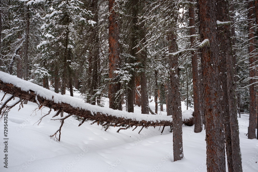 Fototapeta premium Photo of Winter Forest of Subalpine Fir and Limber Pine in Echo Lake Colorado USA