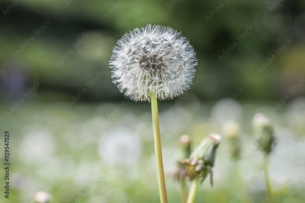 Nahaufnahme einer Pusteblume oder Löwenzahn Blume auf einer Blumenwiese, Deutschland