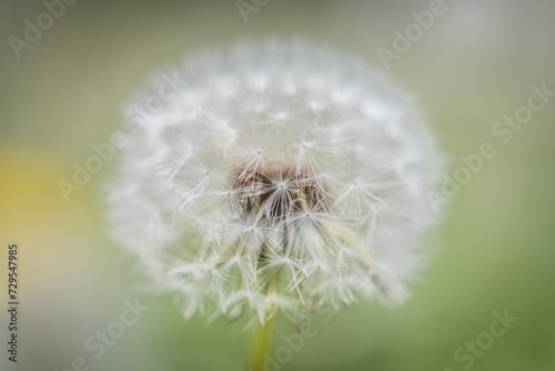 Nahaufnahme einer Pusteblume oder L  wenzahn Blume auf einer Blumenwiese  Deutschland