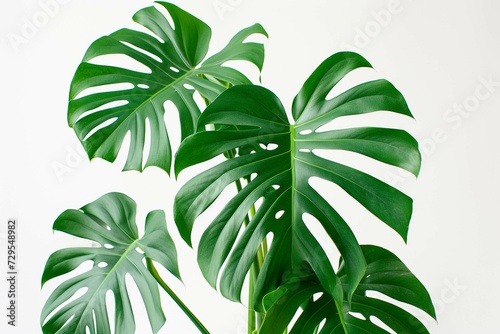 Monstera in a pot isolated on white background, Close up of tropical leaves or houseplant that grow indoor for decorative purpose.