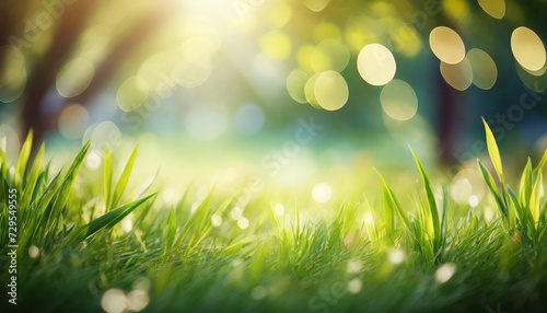 a fresh spring sunny garden background of green grass and blurred foliage bokeh