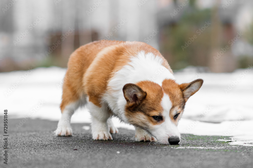 Small Pembroke Welsh Corgi puppy walks in the snow. Sniffs the snow. Happy little dog. Concept of care, animal life, health, show, dog breed