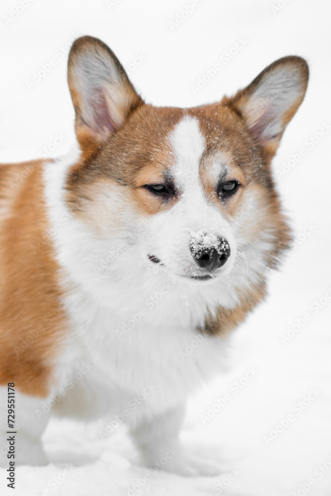 Small Pembroke Welsh Corgi puppy walks in the snow. Makes for a cool look. Happy little dog. Concept of care, animal life, health, show, dog breed