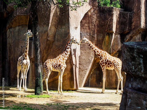 Photography Third Wheel - Giraffes in the Zoo