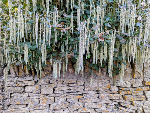 Catkins growing on a tree overhanging a dry stone wall. Full name of the bush is garrya elliptica 'james roof' silk-tassel photo