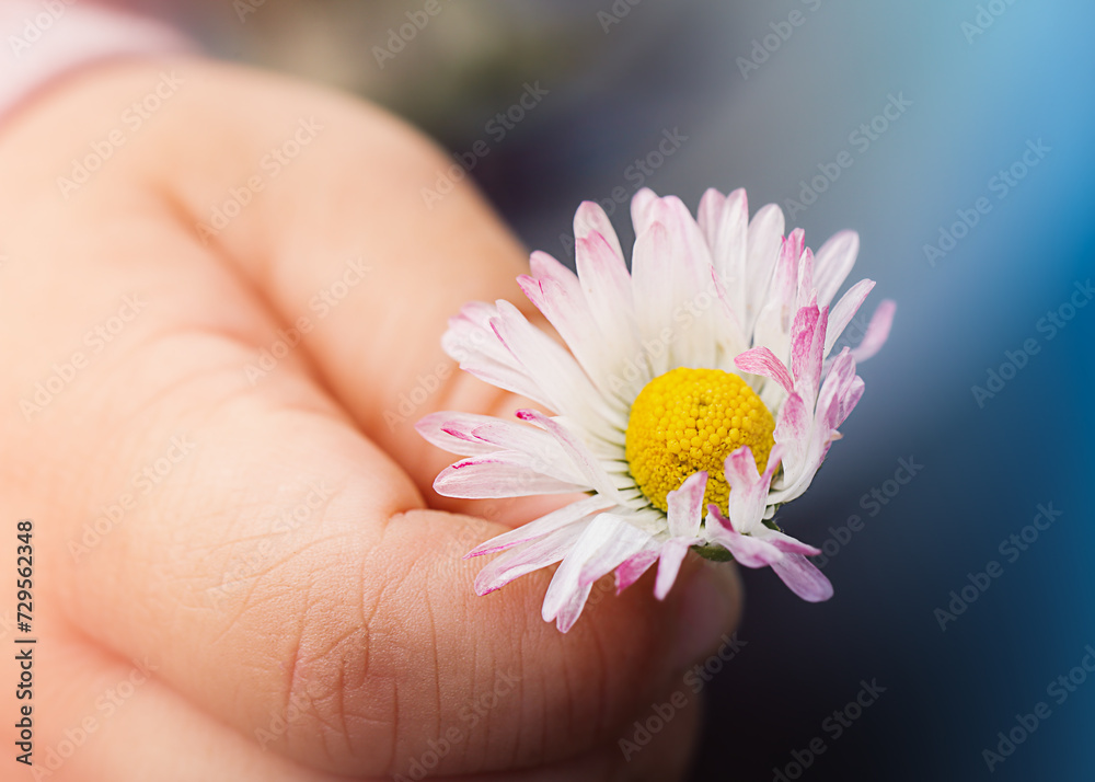 child holds a fragile daisy in his hand child holds a fragile daisy in his hand