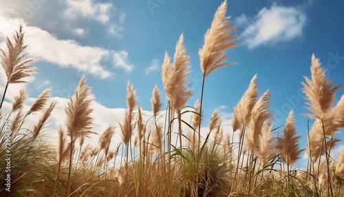 pampa grass with light blue sky and clouds