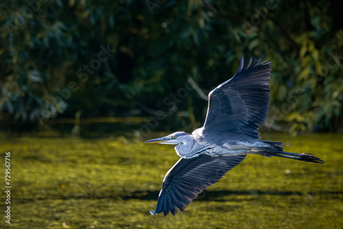 A grey heron flies over the water with green lemna perpendicular to the camera lens. Close-up portrait of a grey heron in flight.