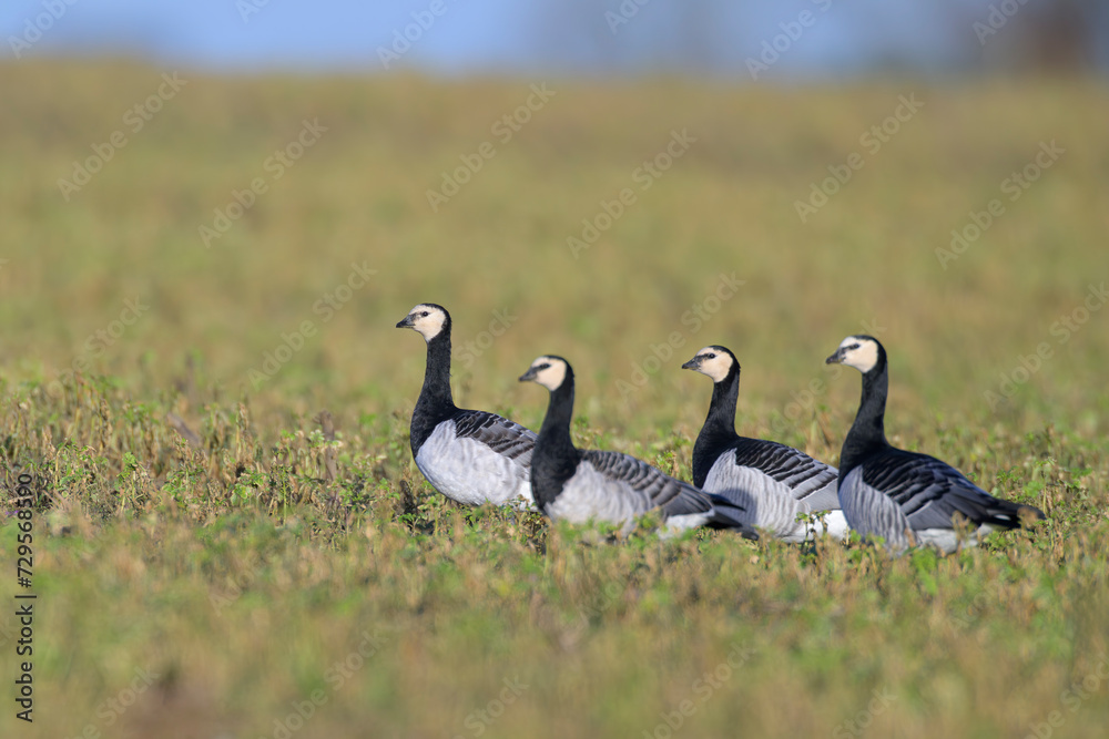 Weisswangengans Branta leucopsis Weisswangengans Branta leucopsis