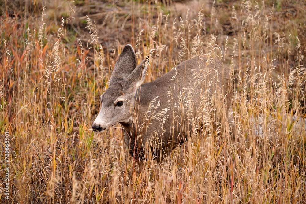 Young deer roaming through the meadows Young deer roaming through the meadows