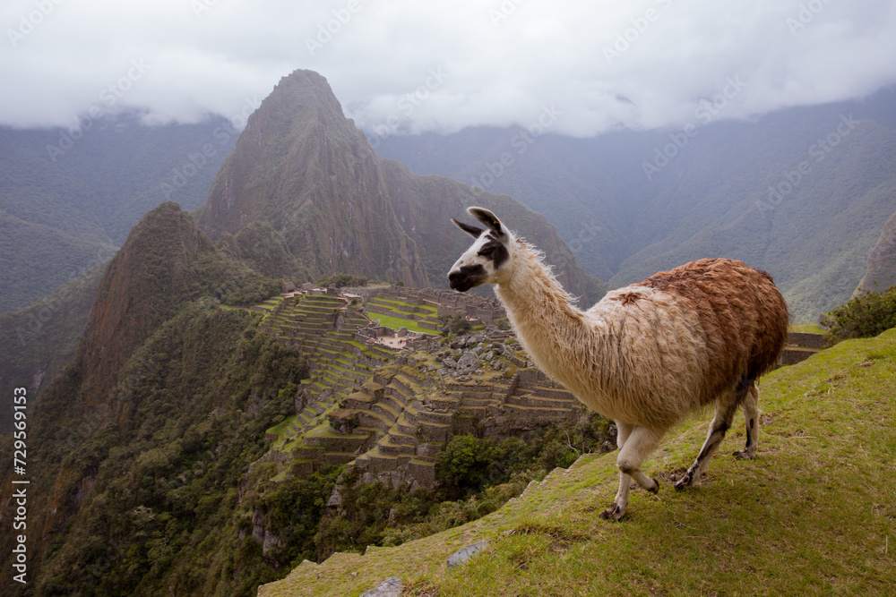 Naklejka premium Dramatic view of Machu Picchu in the mist with a llama in the foreground