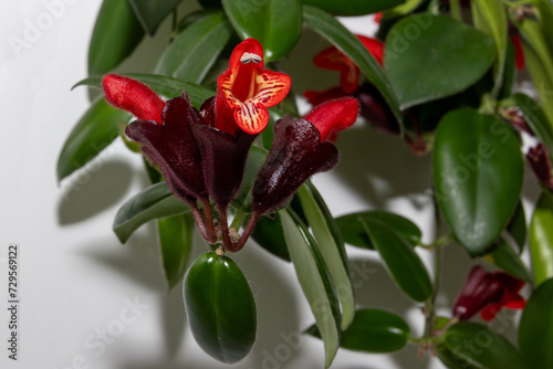Blüte einer Schamblume