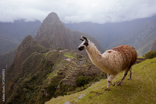 Dramatic view of Machu Picchu in the mist with a llama in the foreground