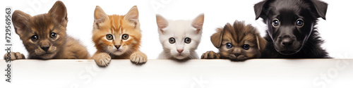 Cats and dogs peeking over white banner background