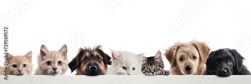 Cats and dogs peeking over white banner background