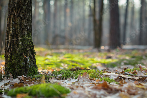 Early spring in pine forest. Selective focus image of tree stem surrounded by moss in spring forest. Abstract unfocused trees and fallen leaves in the background.