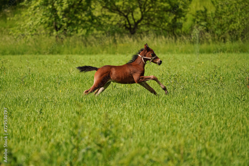Brown Arabian horse foal running over green field Brown Arabian horse foal running over green field