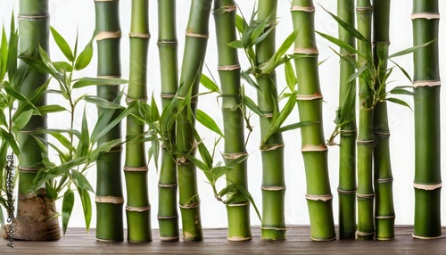 bamboo stems on white