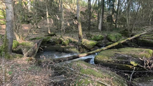 Wild stream flowing through the forest
