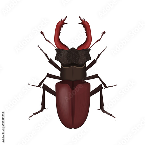 Brown stag beetle, top view of large insect bug with big horns vector illustration