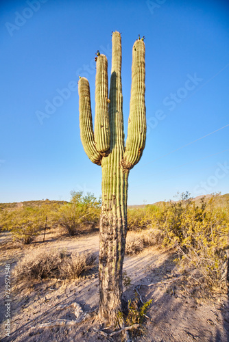 Majestic Saguaro Cactus at Golden Hour, Arizona Desert
