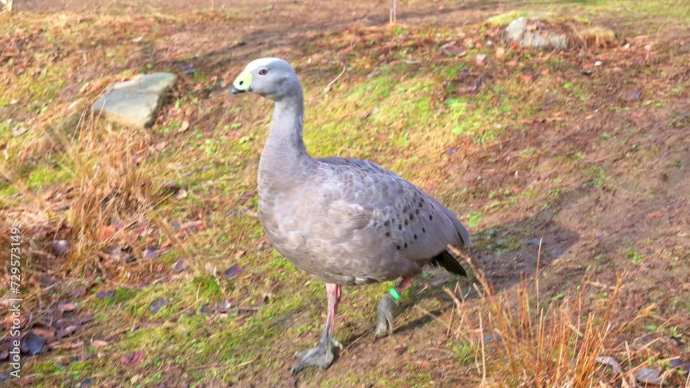 The Cape Barren goose (Cereopsis novaehollandiae) is a large goose resident in southern Australia. The Cape Barren goose (Cereopsis novaehollandiae) is a large goose resident in southern Australia.