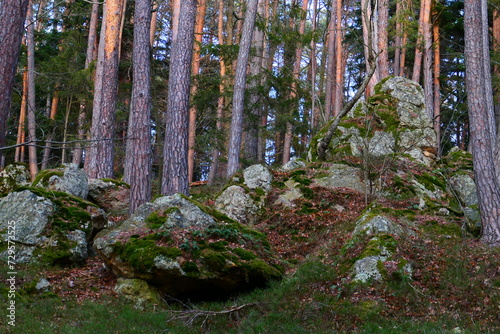 Steingebilde am Waldboden  photo