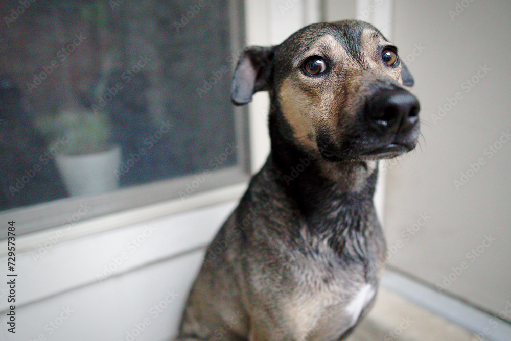 An abused dog hopes to find a new loving home An abused dog hopes to find a new loving home