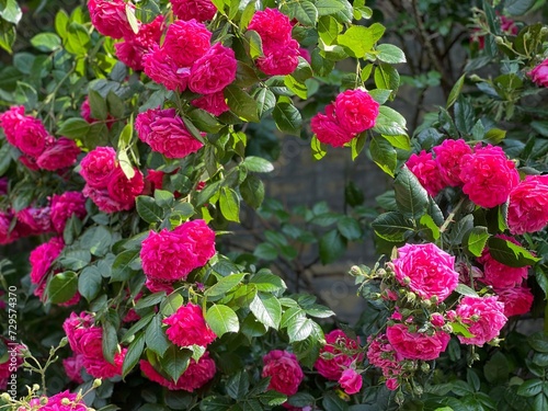 Climbing pink roses shrub on the wall. 
