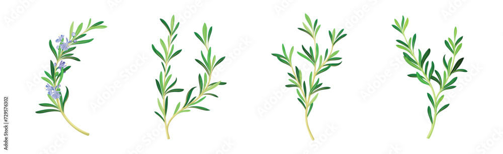 Rosemary Twig as Perennial Herb with Fragrant, Evergreen, Needle-like Leaves and Blue Flowers Vector Set Rosemary Twig as Perennial Herb with Fragrant, Evergreen, Needle-like Leaves and Blue Flowers Vector Set
