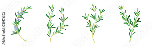 Rosemary Twig as Perennial Herb with Fragrant  Evergreen  Needle-like Leaves and Blue Flowers Vector Set