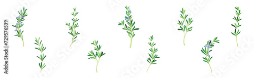Rosemary Twig as Perennial Herb with Fragrant, Evergreen, Needle-like Leaves and Blue Flowers Vector Set
