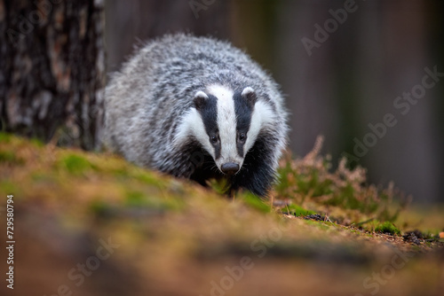 Close up, low angle, direct view of running European badger, Meles meles. Black and white striped forest animal looking for prey in colorful autumn spruce forest. 