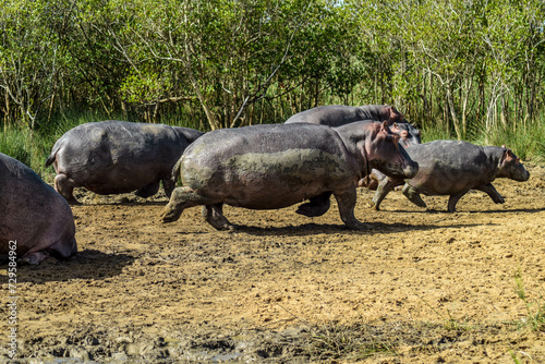 Hippopotamus on side of the river, st Lucia Estuary, iSimangaliso wetlands, KwaZulu Natal, South Africa