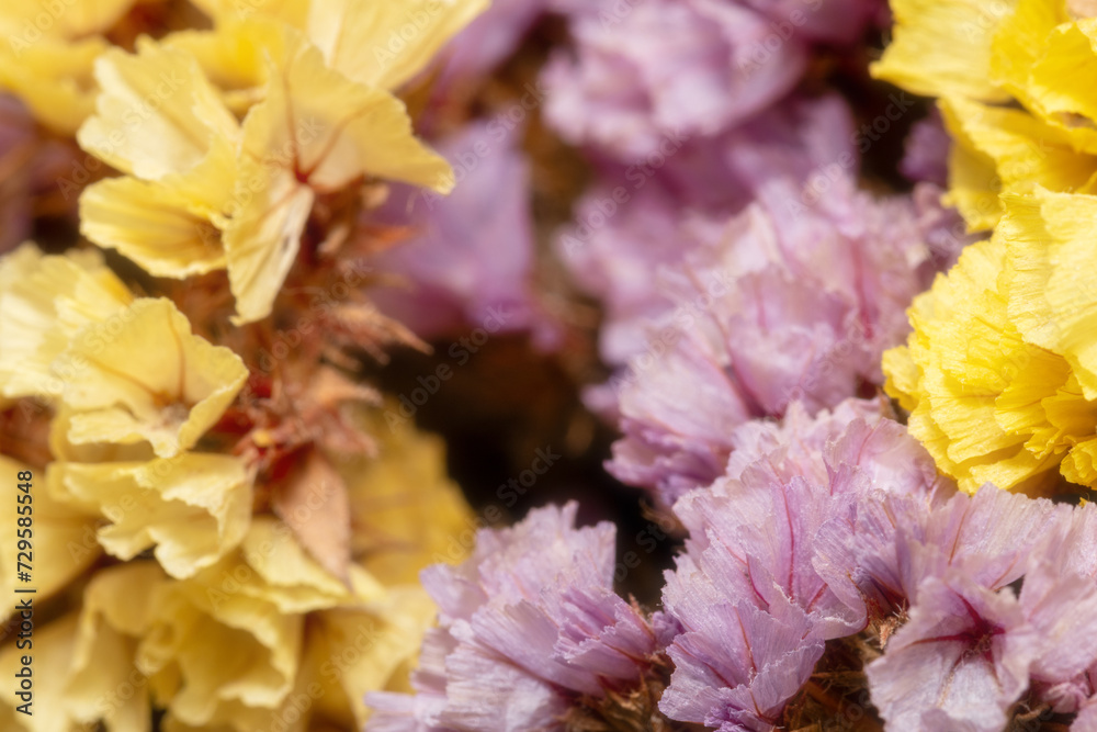 Close-up of blooming purple and yellow small flowers. Dried flowers or ikebana for interior decoration. Floral frame, macro Close-up of blooming purple and yellow small flowers. Dried flowers or ikebana for interior decoration. Floral frame, macro