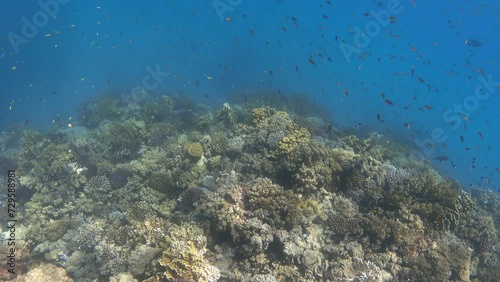Amazing coral reef underwater. Coral reef fishes