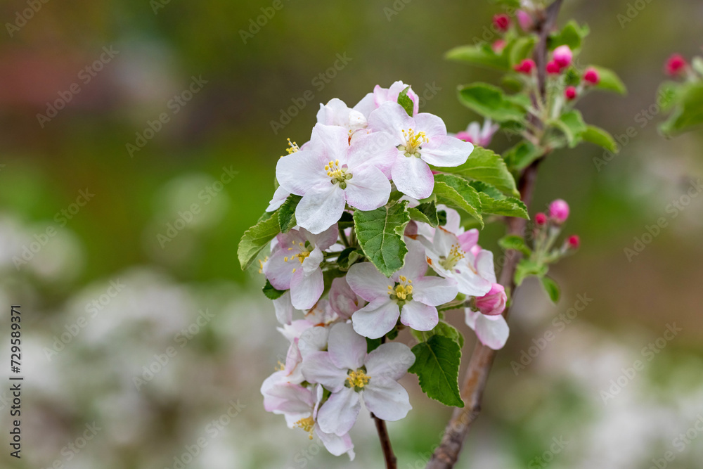 A branch of an apple tree with white-pink flowers A branch of an apple tree with white-pink flowers