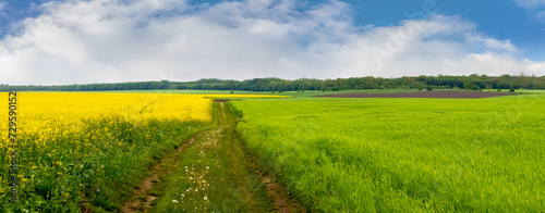 Spring landscape with a dirt road in a field with crops of grass and rapeseed, green grass and yellow rapeseed in the field © Volodymyr