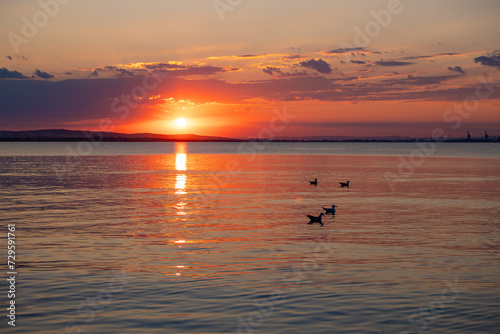 Landscape with a beautiful sunset on the Black sea in Bulgaria. A seagull bird silhouette shadow in the water.