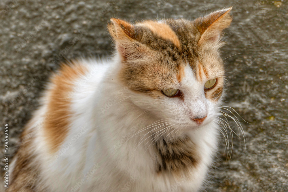 Portrait of an adorable street cat in Morocco Portrait of an adorable street cat in Morocco