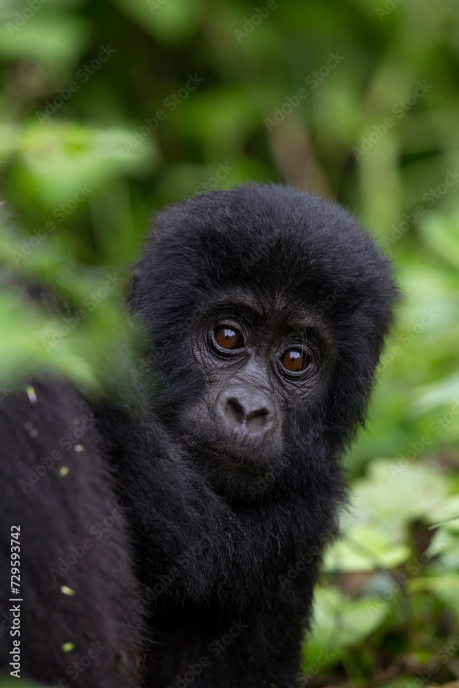 Gorilla Baby Bwindi Impenetrable Forest National Park Uganda 3811 Gorilla Baby Bwindi Impenetrable Forest National Park Uganda 3811